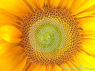 Sunflower natural background. Sunflower blooming. Close-up. Sunflowers symbolize adoration, loyalty and longevity. Stock Photo